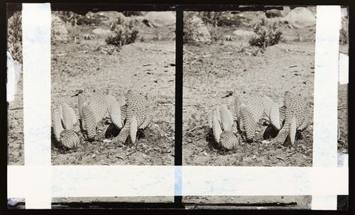 Stereograph of unidentified cactus of the Opuntia genus California, United States of America