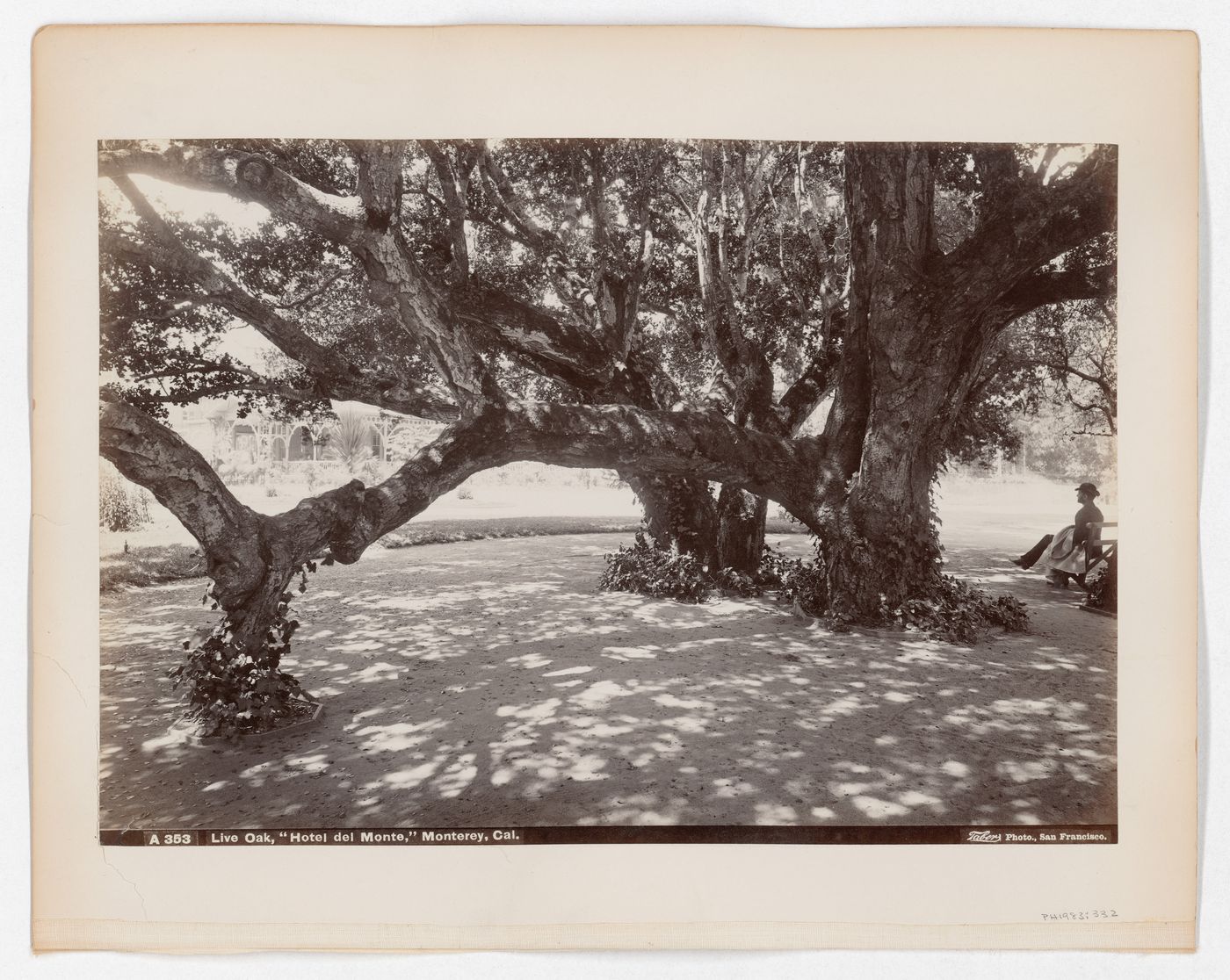 Live Oak, "Hotel del Monte", Monterey, California