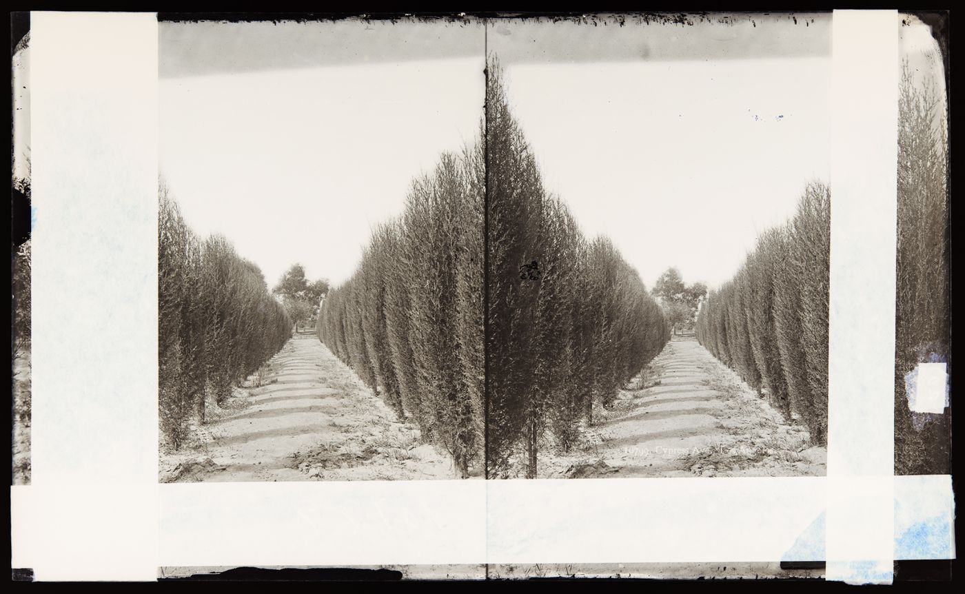 Stereograph of Cypress Avenue, Los Angeles, California, United States of America