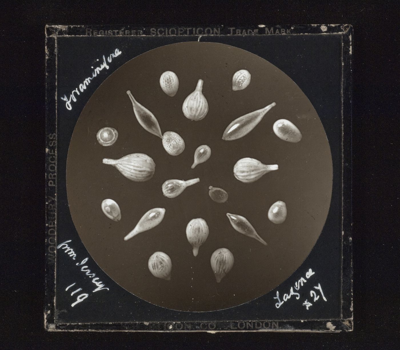 Photomicrograph of foraminifera, Jersey