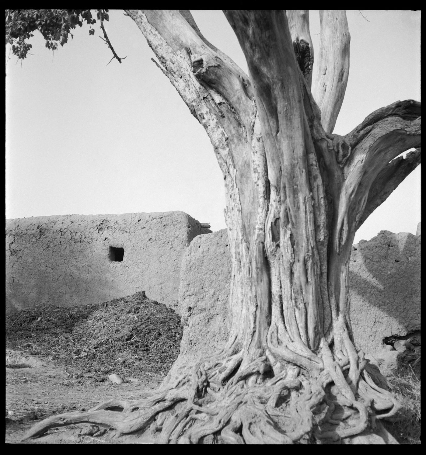 Tree near a rural house in Chandigarh's area before the construction, India