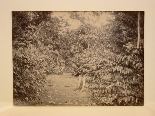View of a plantation [?] after a storm