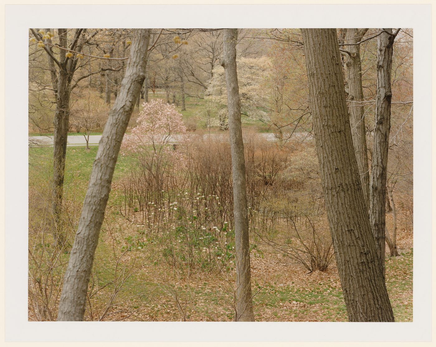 Viewing Olmsted: View of The Arnold Arboretum, Boston, Massachusetts