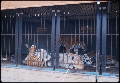 Tigers in cage, Circus, Kassel, Germany