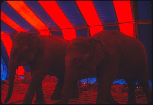 Circus, Kassel, Germany