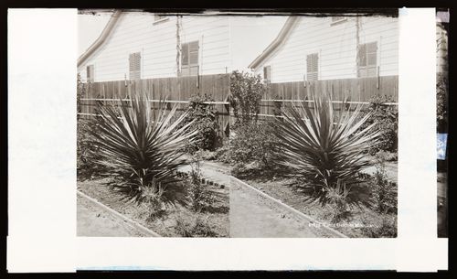 Stereograph of a Yucca Gloriosa cactus, California, United States of America
