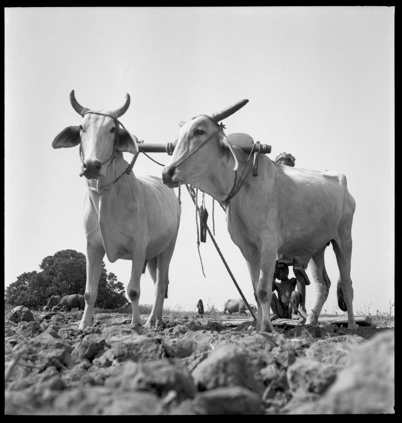 Bulls pulling a plow in Chandigarh's area before the construction, India
