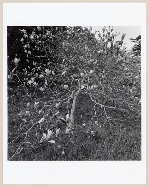 Arnold Arboretum, Boston, Massachusetts