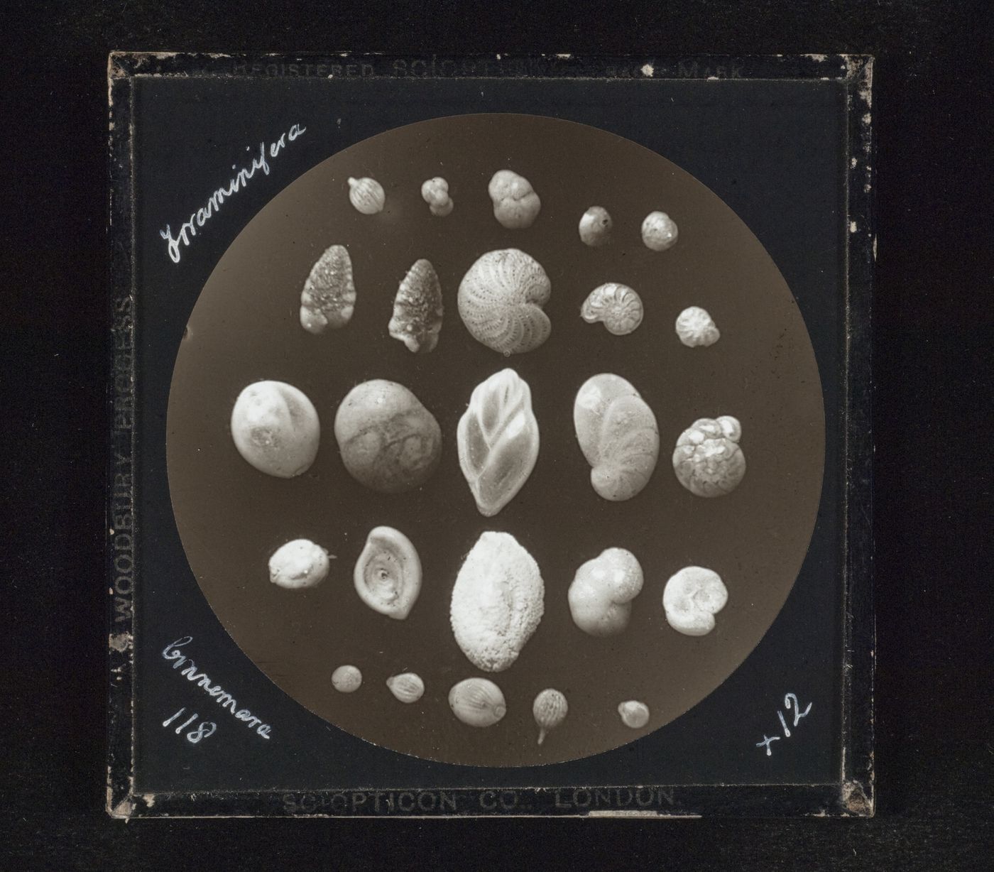Photomicrograph of eight species of foraminifera, Connemara, Ireland