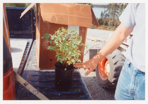 Close-up view of potted plant from landscape regeneration, Northwest Territories Legislative Assembly Building, Yellowknife, Northwest Territories