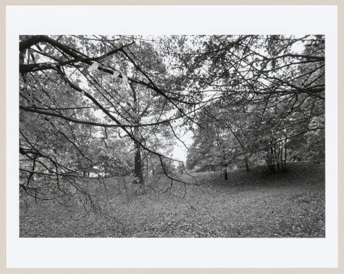 The Arnold Arboretum, Boston, Massachusetts