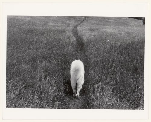 Taku, the dog, walking on a path in a field, Eastern Townships, Quebec, Canada