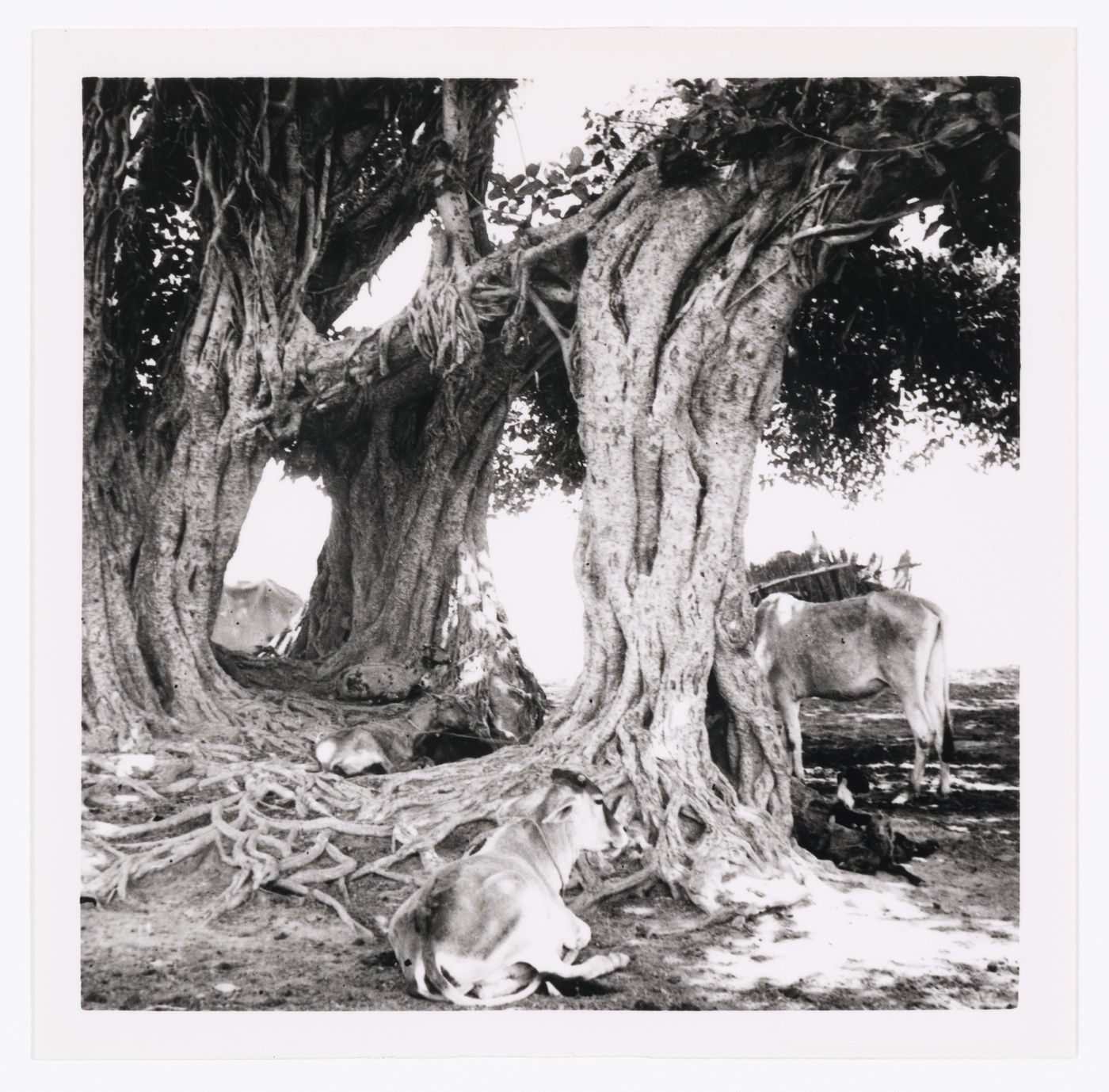 Cows resting under trees in Chandigarh's area before the construction, India