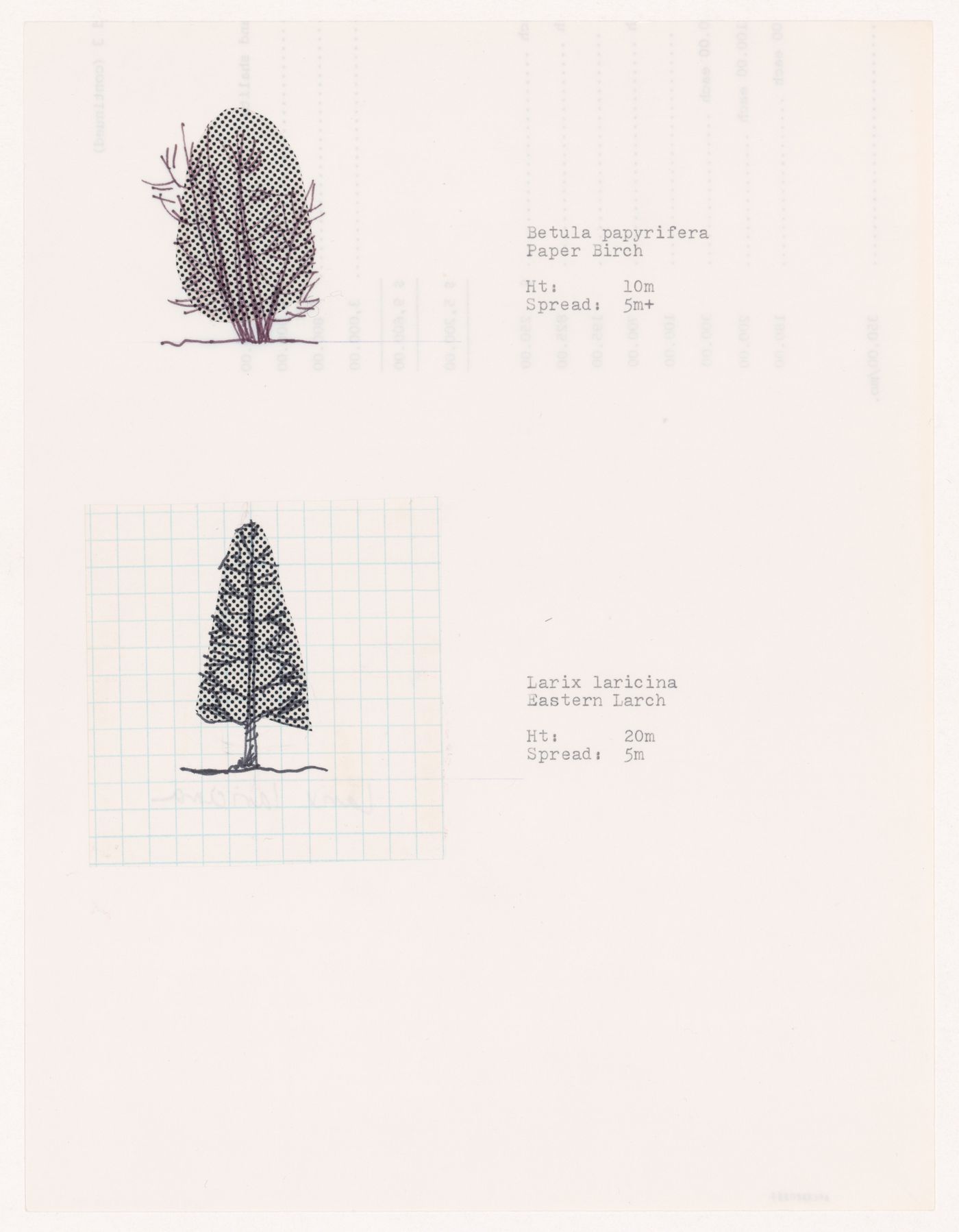 Plant specifications with illustration of specimens for National Gallery of Canada, Ottawa, Ontario