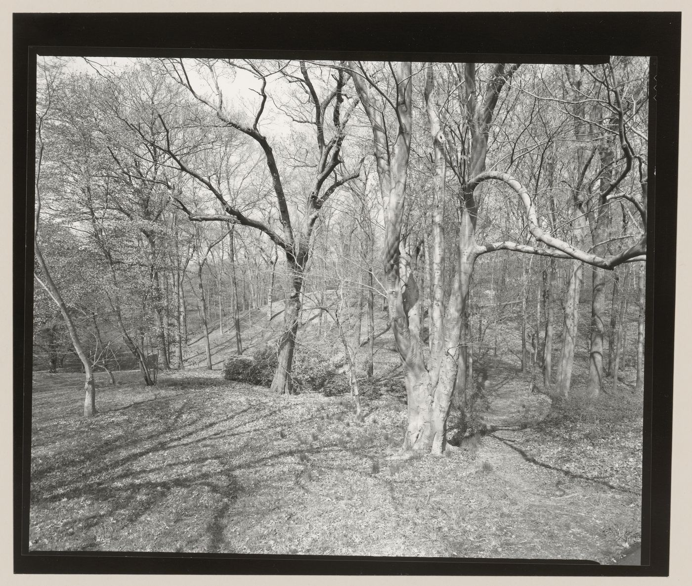 The Arnold Arboretum, Boston, Massachusetts