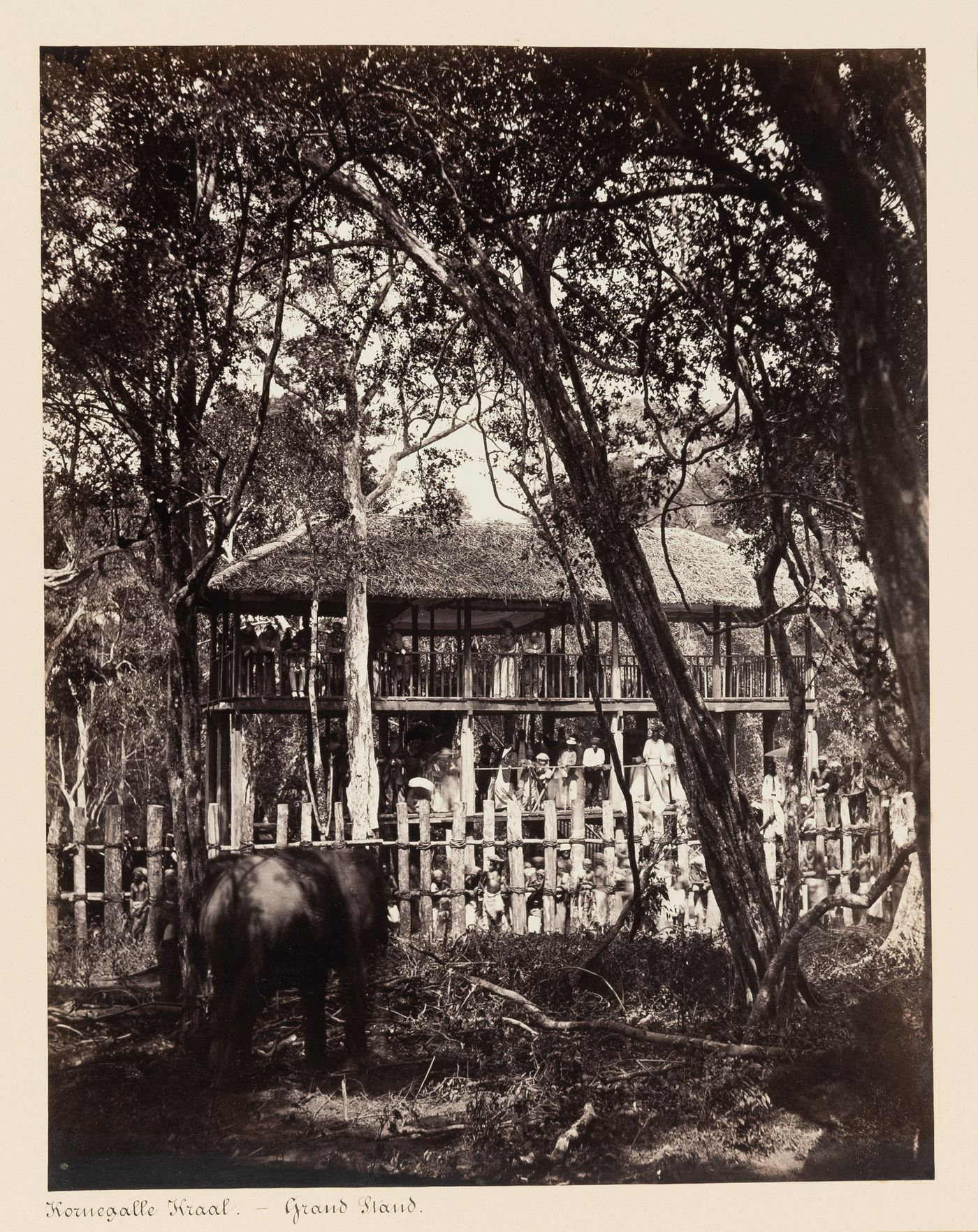 View of the grandstand and kraal with an elephant in the foreground, Kornegalle, Ceylon (now Sri Lanka)