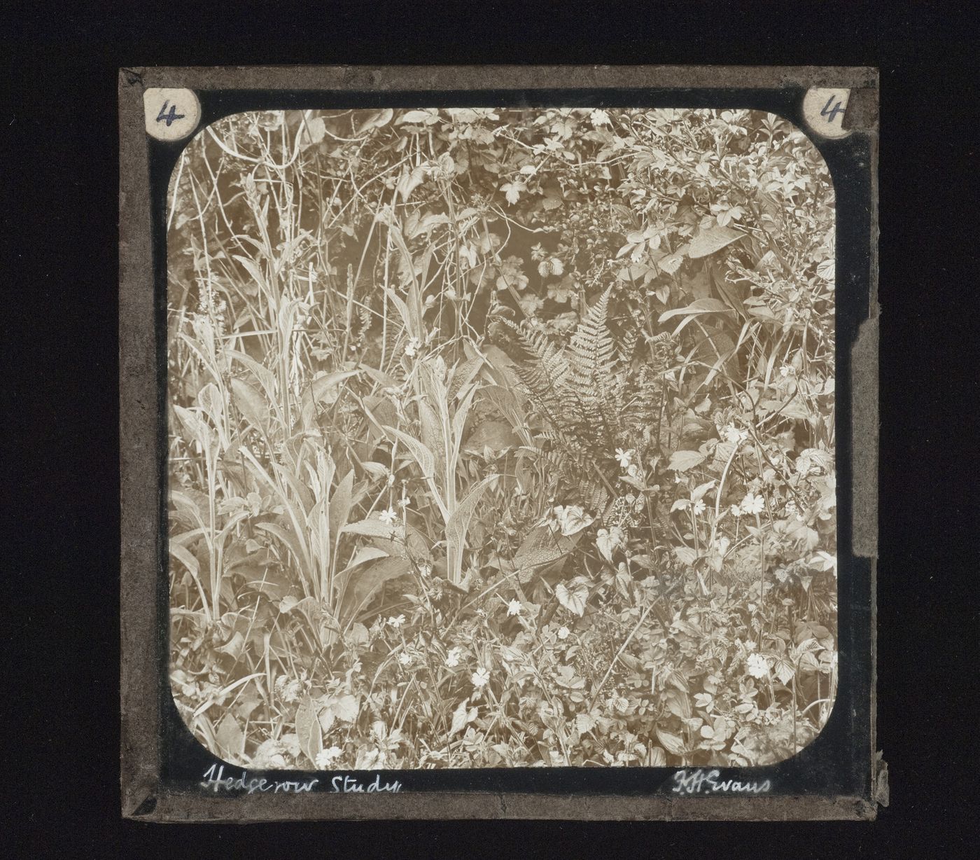 Detail view of hedge