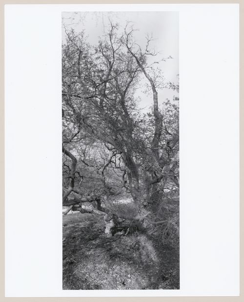 "Biltmore", The George Vanderbilt Estate, Asheville, North Carolina