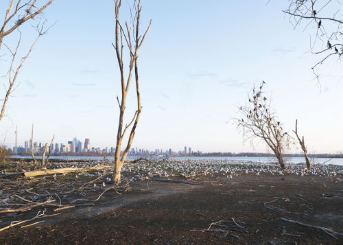 An Enduring Wilderness: Cormorant nesting area, Tommy Thompson Park, Toronto