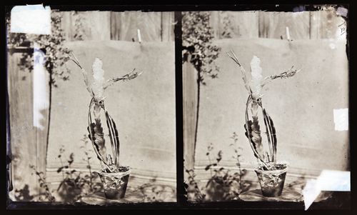 Stereograph of a white, night-blooming Cereus cactus, California, United States of America