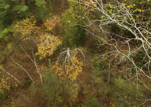 An Enduring Wilderness: Rouge Park from Meadowvale Road, Toronto