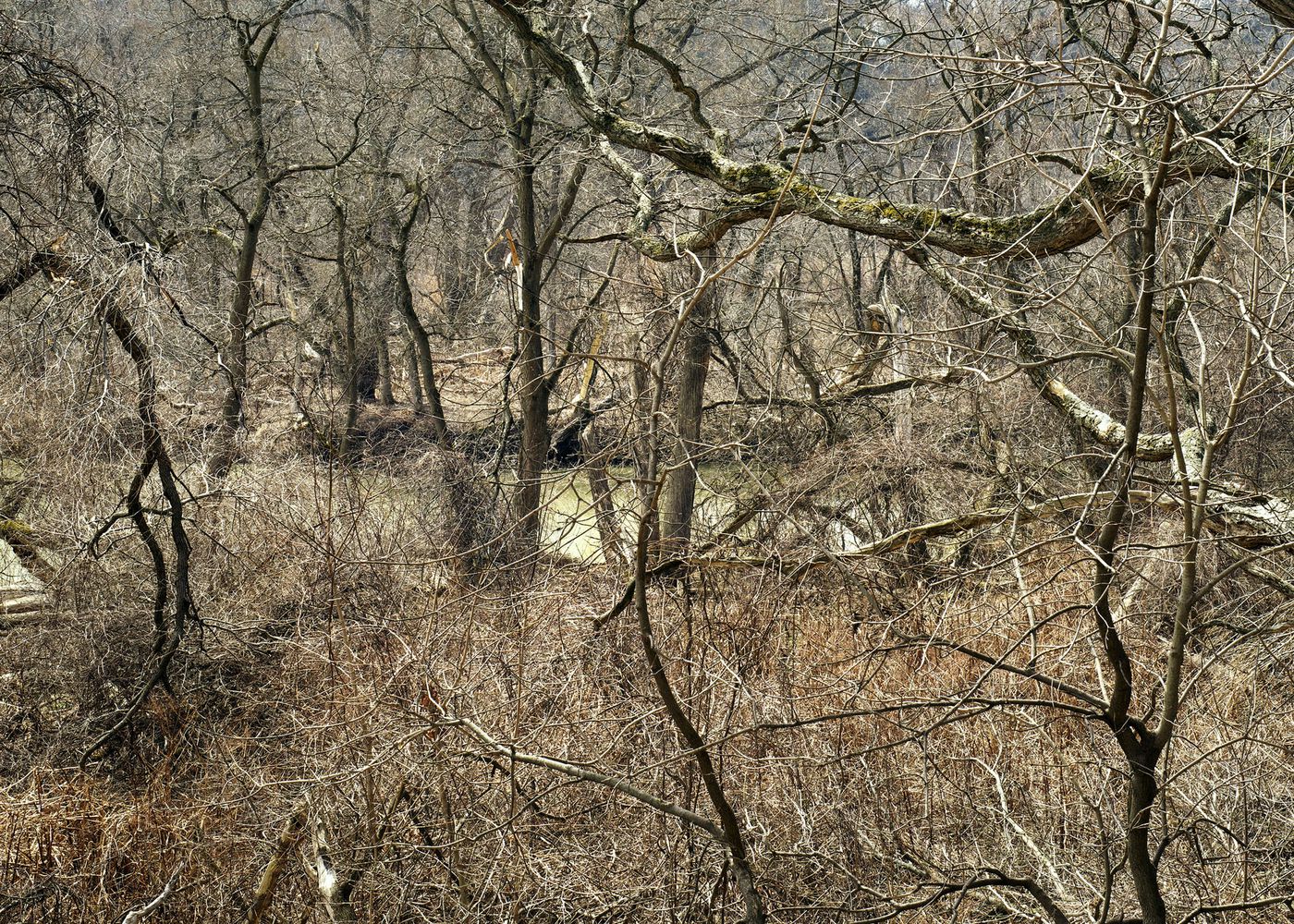 An Enduring Wilderness: Rough March, Woodgrange Avenue, Toronto