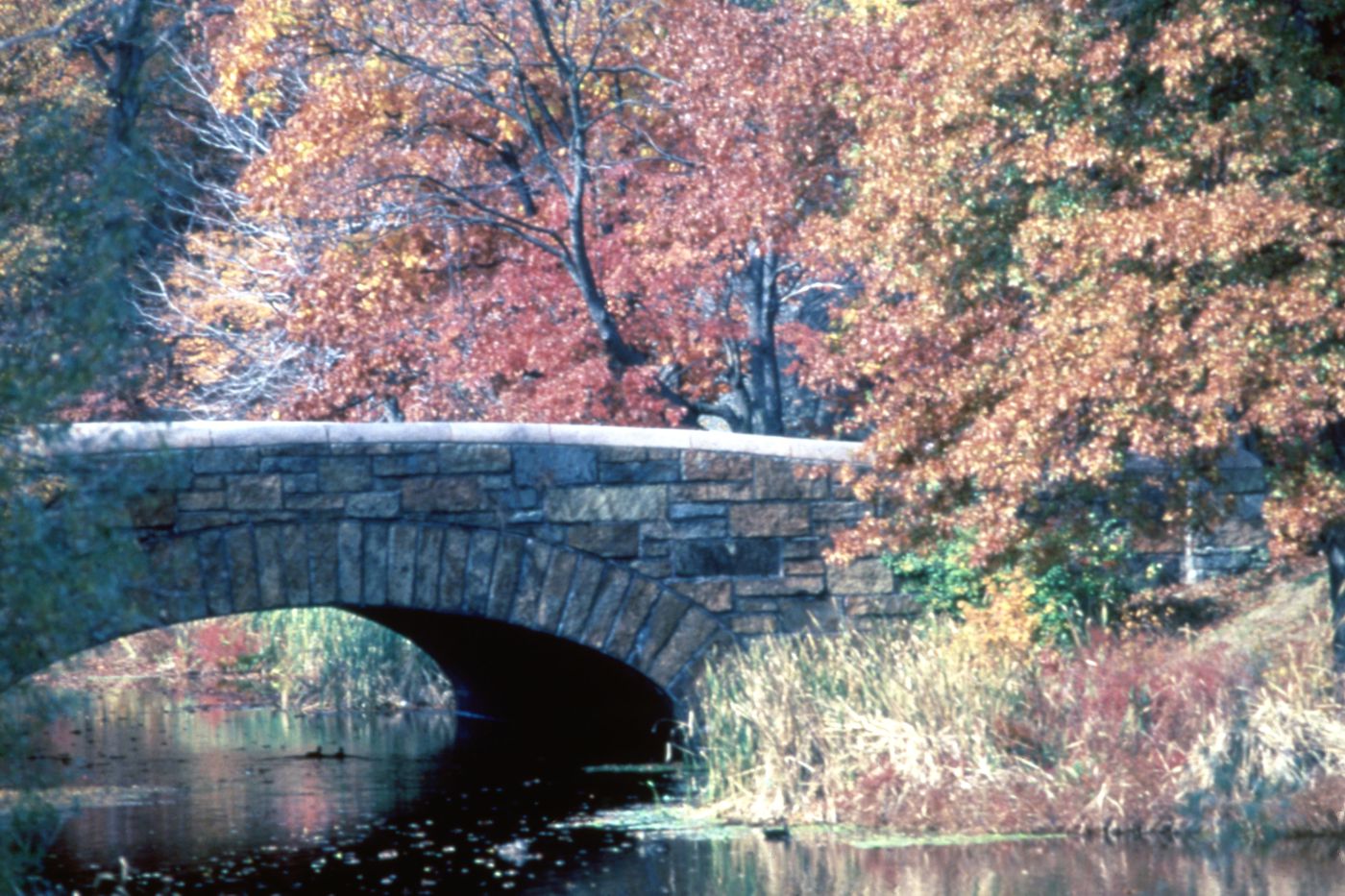 Photograph of a stone bridge and trees for research for Olmsted: L'origine del parco urbano e del parco naturale contemporaneo