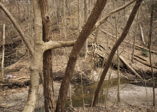An Enduring Wilderness: Mud Creek, Moore Park Ravine, Toronto