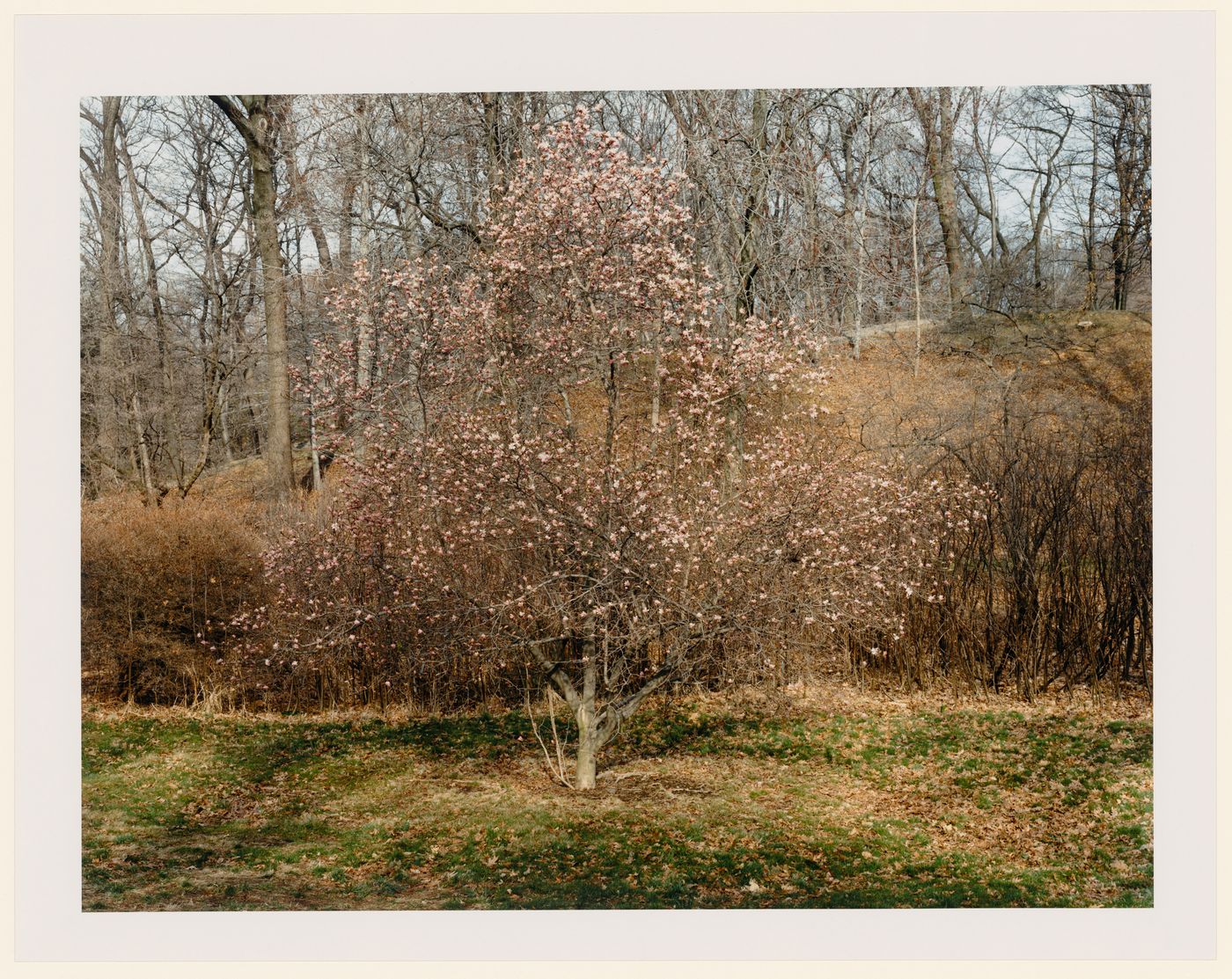 Viewing Olmsted: View of Flowering Tree, The Arnold Arboretum, Boston, Massachusetts