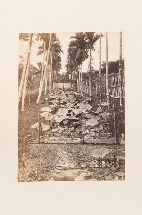 View of water plants, trees and fences, Penang (now Pinang, Malaysia)
