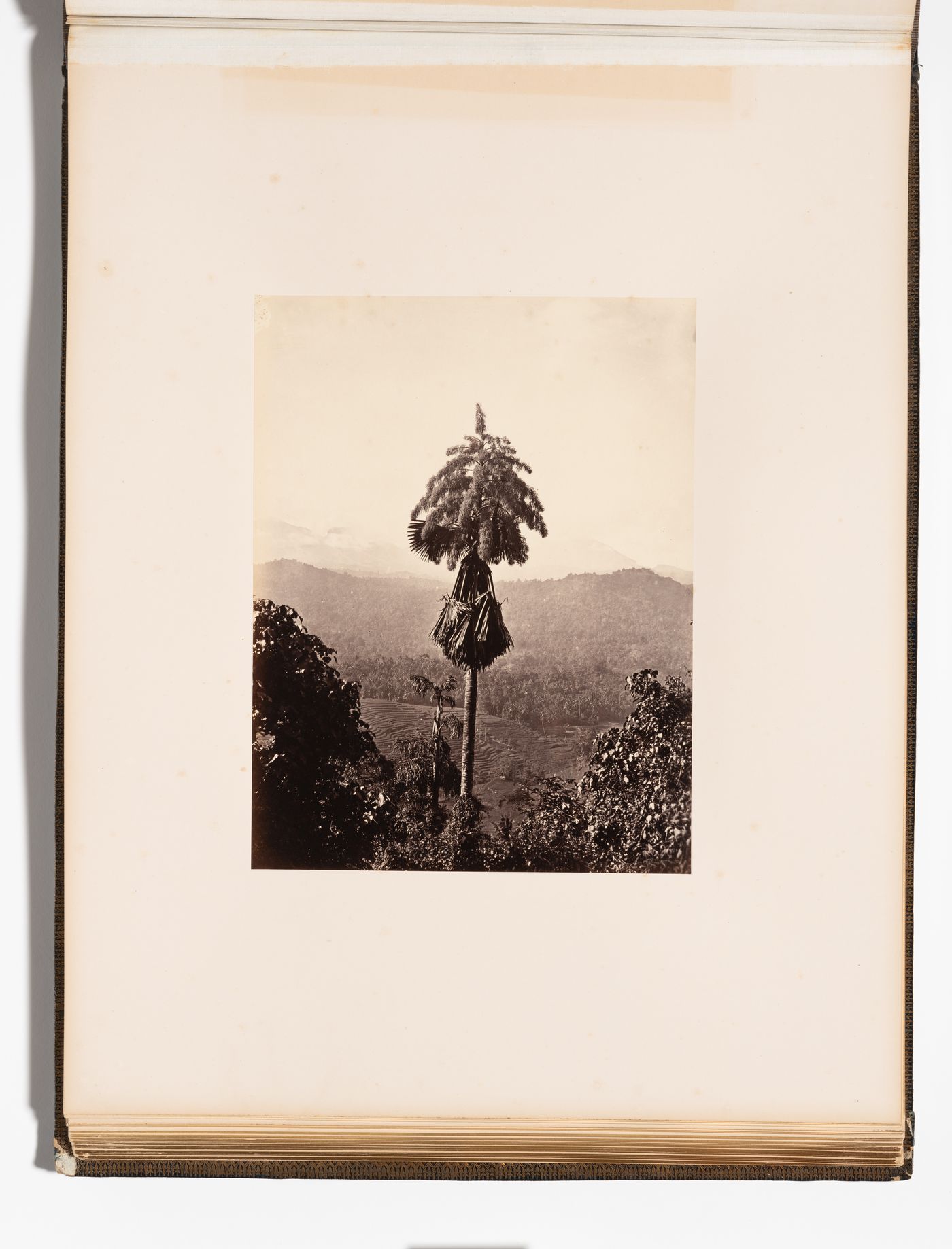 View of a Talipot Palm, Royal Botanical Gardens, Peradeniya, Ceylon (now Sri Lanka)