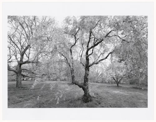 Arboretum, Boston, Massachusetts