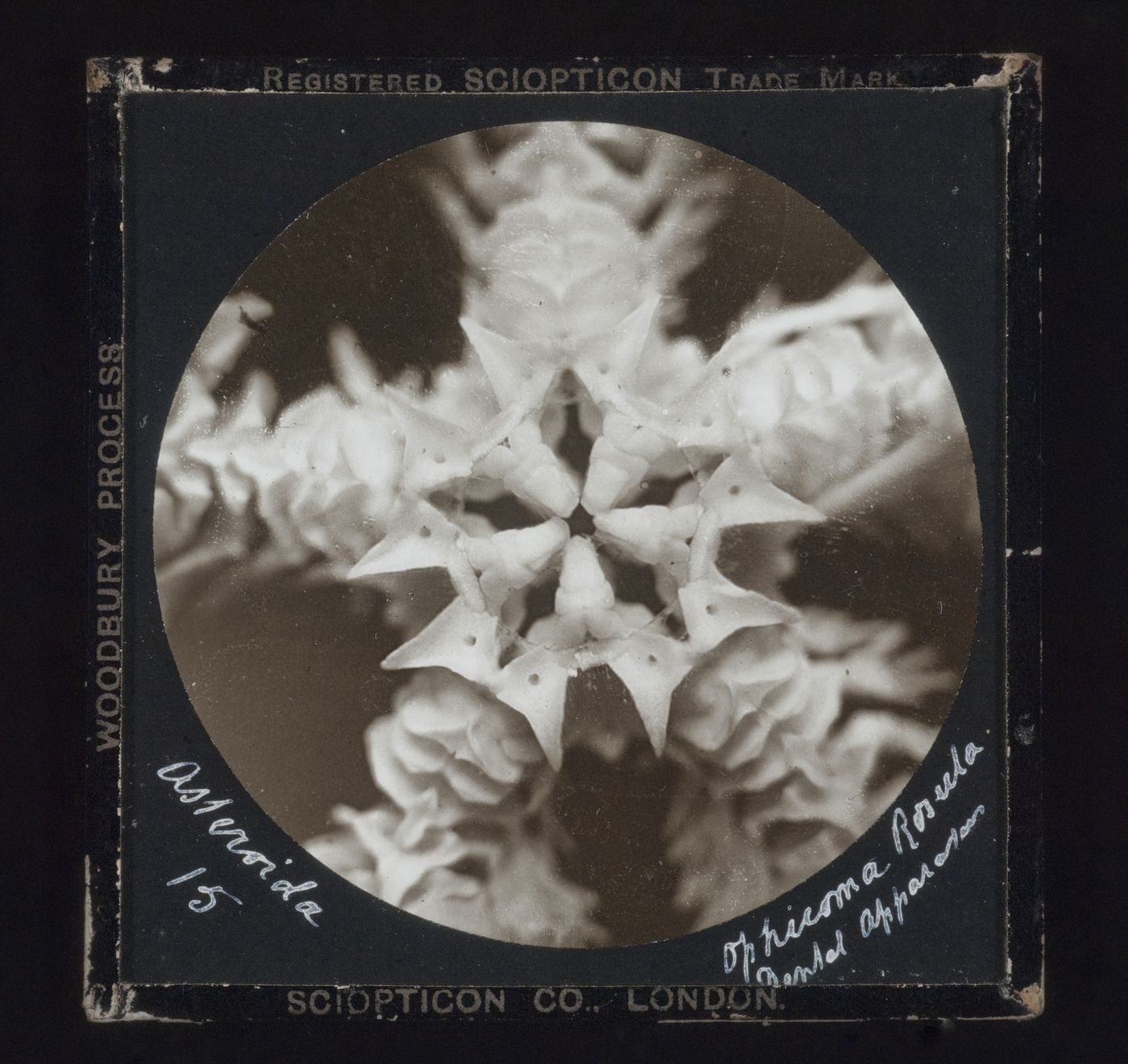 Photomicrograph of as[t]eroida