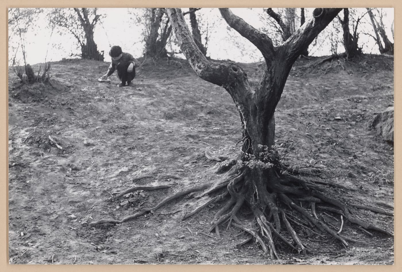 Partial view of trees showing a child playing with a toy car in the background, New York City, New York