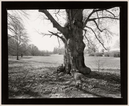Beech Tree, lawn below the terrace, Rockwood Hall, The Willam D. Rockefeller Estate, North Terrytown, New York