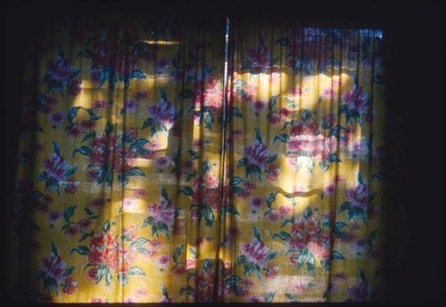 Light through a flowered curtain, Jamaica