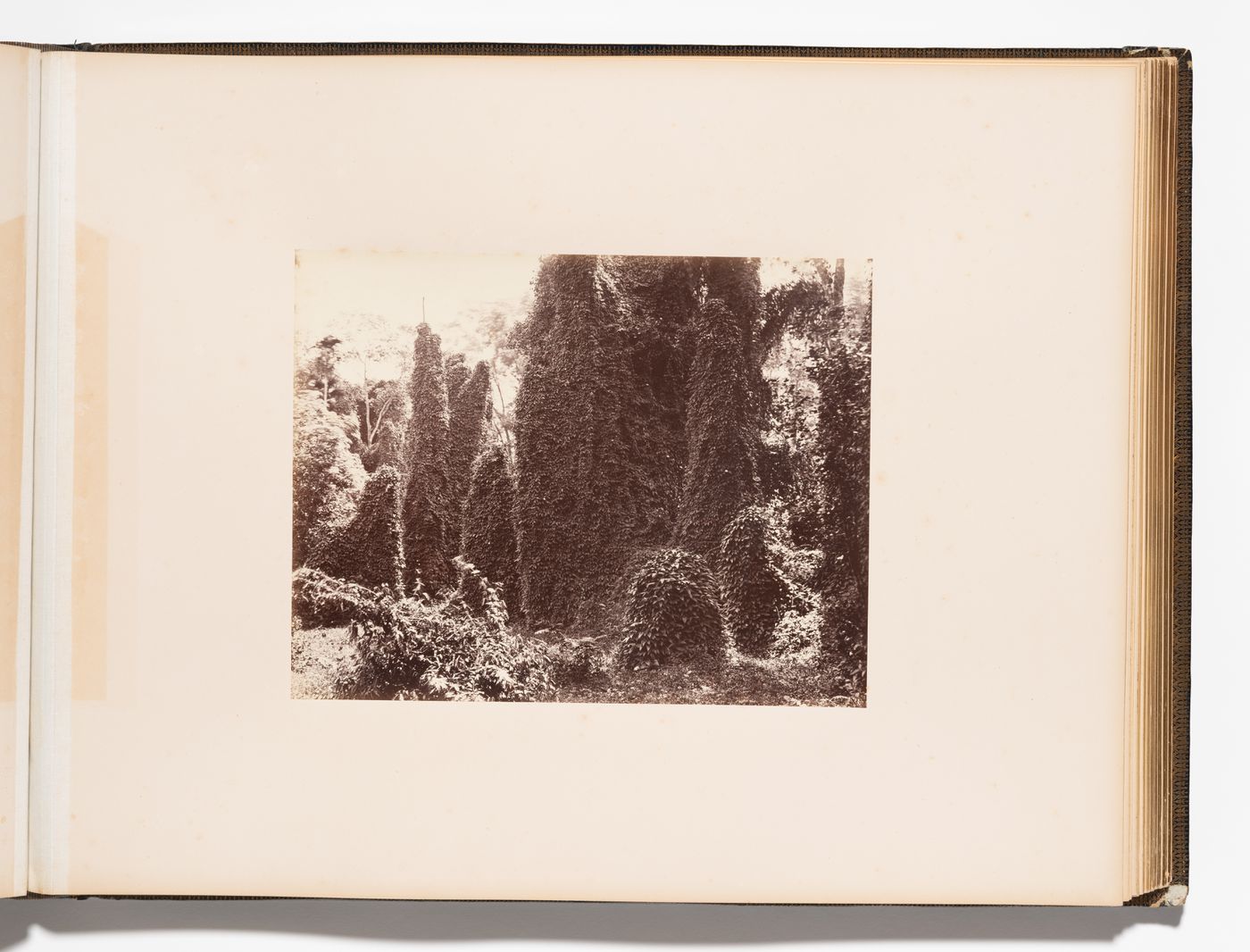 View of plants, Royal Botanical Gardens, Peradeniya, Ceylon (now Sri Lanka)