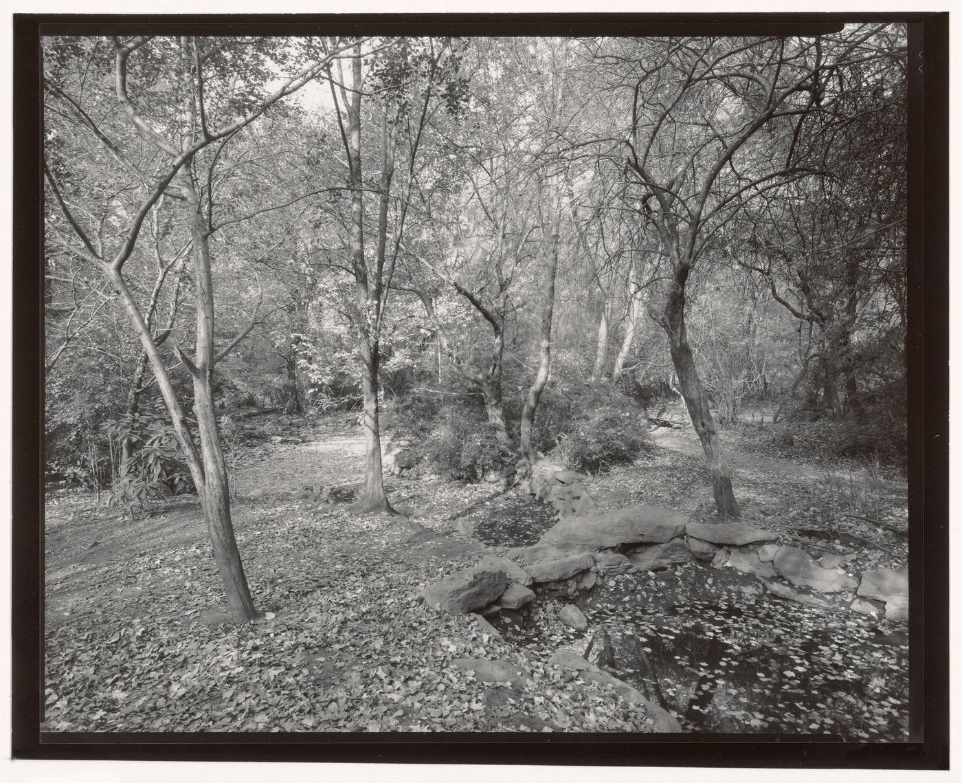 Ramble (Pools), Central Park, Manhattan, New York City, New York