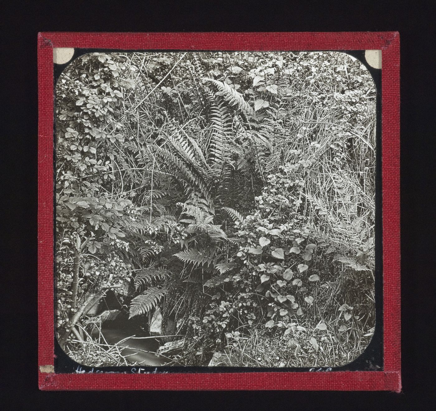 Detail view of hedge