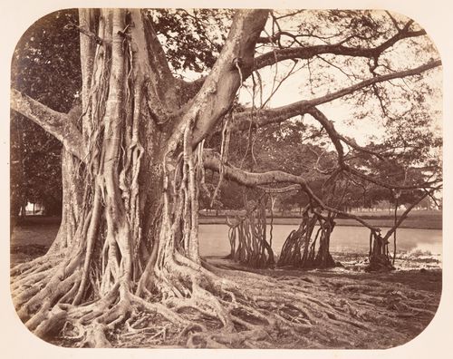 View of a gutta-percha tree, Buitenzorg (now Bogor), Dutch East Indies (now Indonesia)