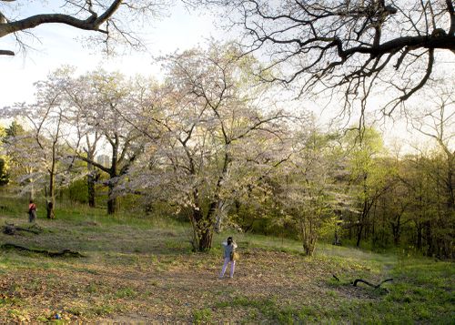 An Enduring Wilderness: Cherry tree, High Park, Toronto