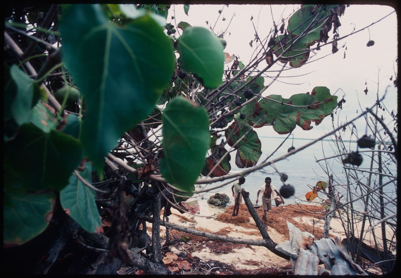 Plants and children by the beach, Jamaica
