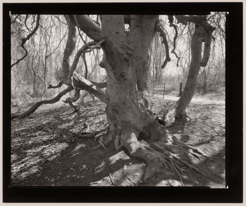 Beach tree near the entrance, Rockwood Hall, The Willam D. Rockefeller Estate, North Terrytown, New York