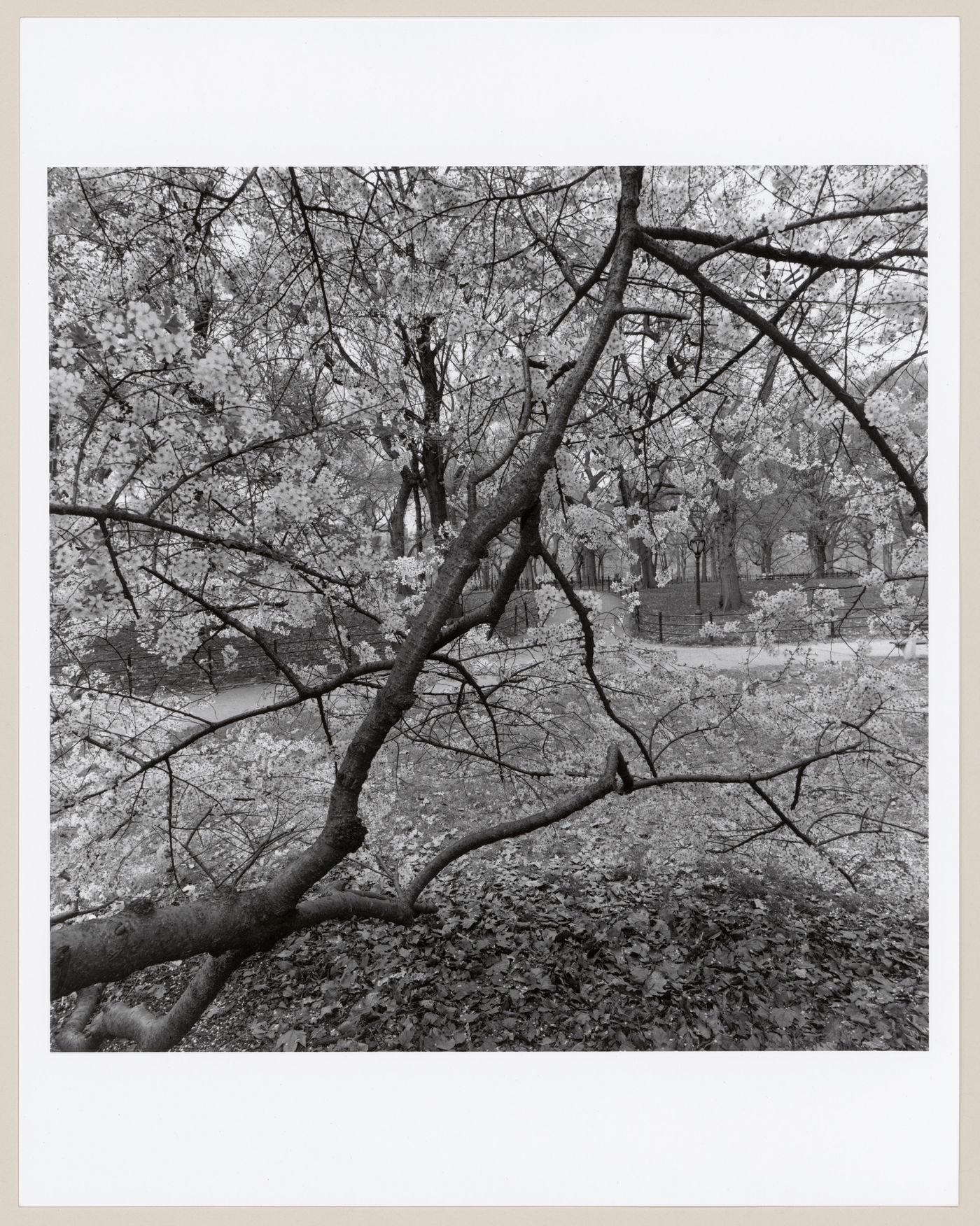 Central Park, New York, New York