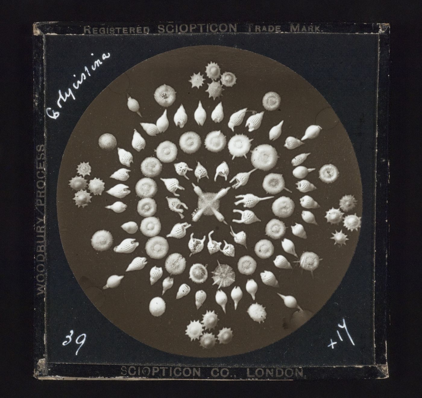 Photomicrograph of group of polycistina