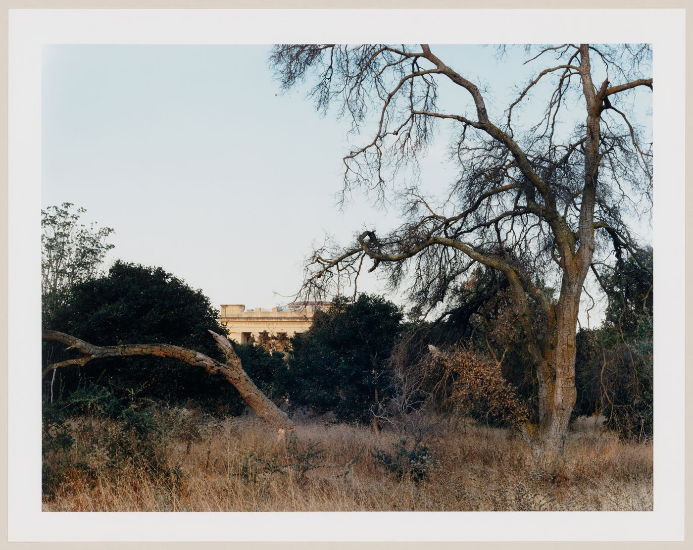Viewing Olmsted: View towards the Art Museum, Stanford University, Palo Alto, California