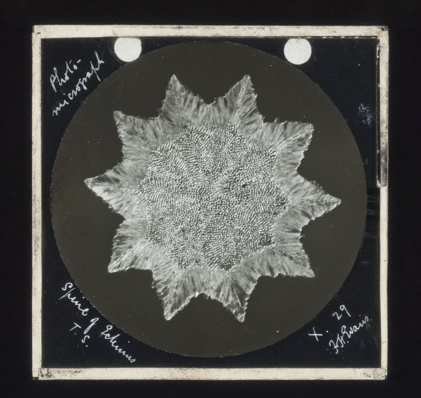 Photomicrograph of spine of echinus