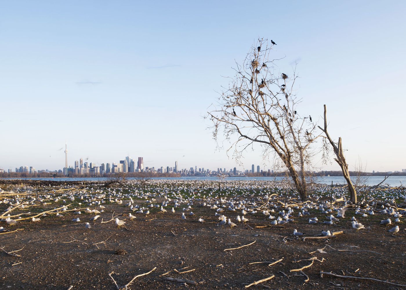 An Enduring Wilderness: Cormorant nesting area, Tommy Thompson Park, Toronto