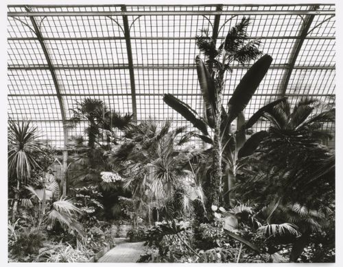 Interior view of the Palmengarten Schauhaus Nord [Palm Garden North Agricultural House [?]] showing tropical plants, Siesmayerstrasse 36, Frankfurt am Main, Germany
