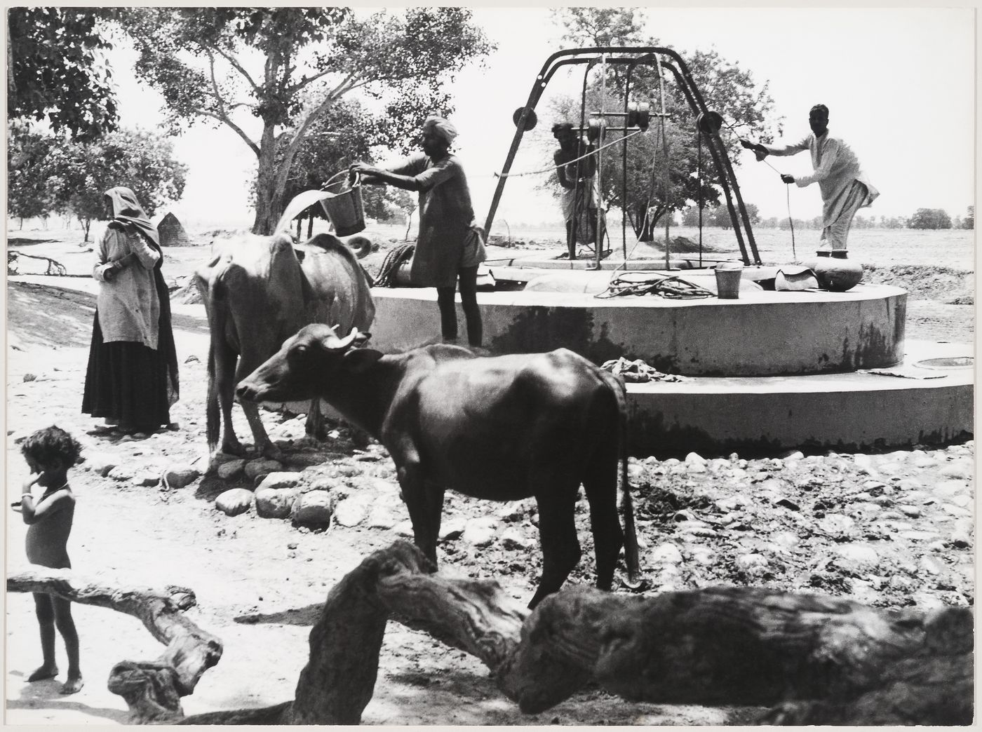 Cows and people around well near building site, Chandigarh, India